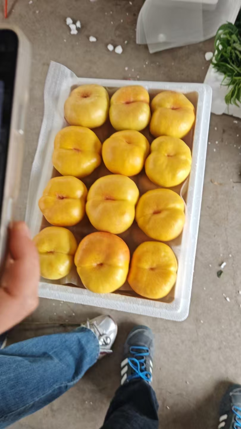 【精品油蟠桃】红油蟠桃/纽扣蟠桃/黄蟠桃各种品类齐全
