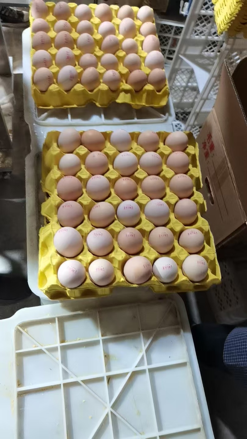 想要手续齐全的鸡蛋，找福心康泰价格美丽可对接全国客商