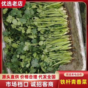 【推荐】精品铁杆青香菜产地直发货源充足可供商超市场