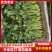 【推荐】精品铁杆青香菜产地直发货源充足可供商超市场