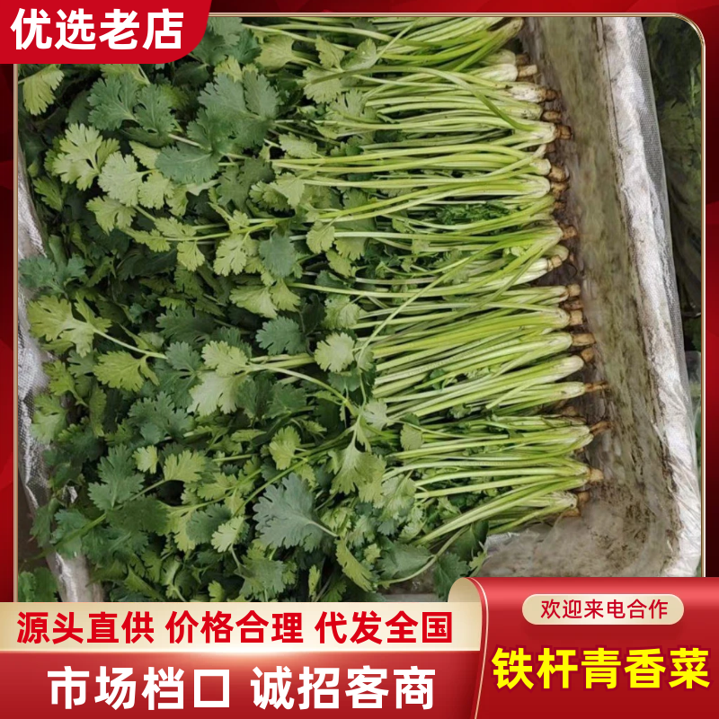【推荐】精品铁杆青香菜产地直发货源充足可供商超市场