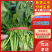 【精品】大叶菠菜河北菠菜大量供应可视频看货选货