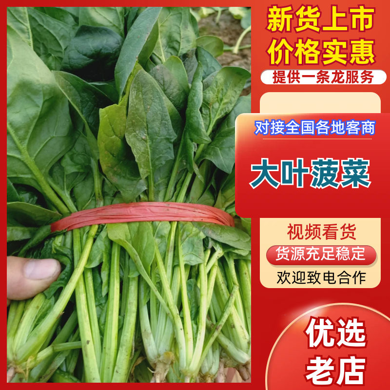 【精品】大叶菠菜河北菠菜大量供应可视频看货选货
