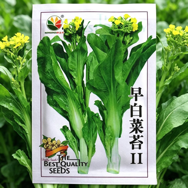 早熟白菜苔种子白菜心种籽采收期长主苔粗耐低温杂交菜心种子