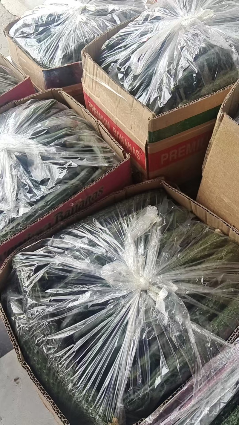 安徽精品黄瓜大量上市产地直供对接超市电商批发市场
