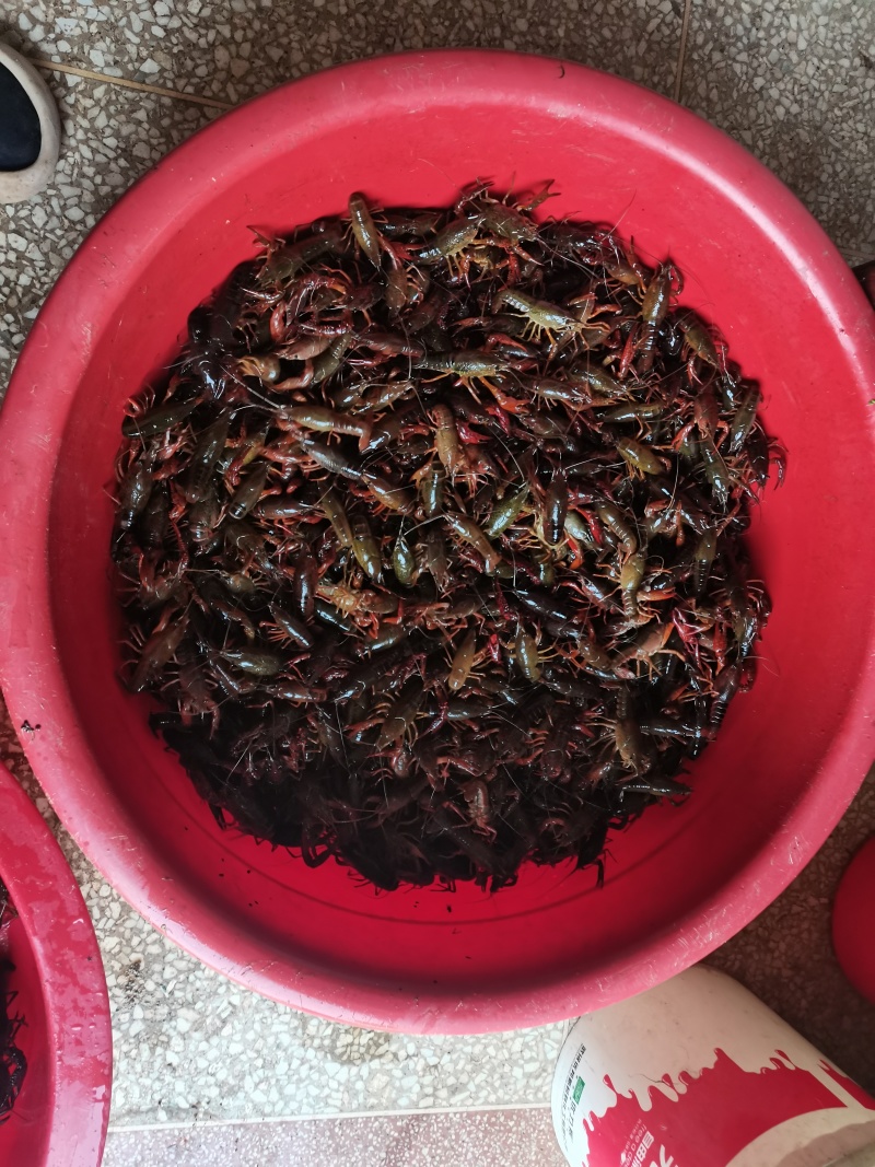 农村生态小龙虾，精品现货速发，保质保量欢迎选购