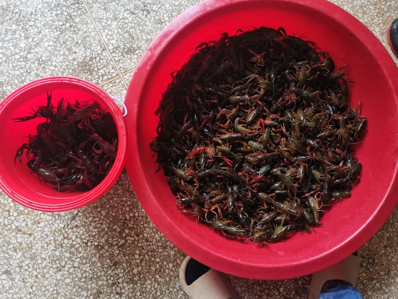 农村生态小龙虾，精品现货速发，保质保量欢迎选购