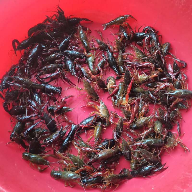 大量新鲜小龙虾，现货速发，欢迎老板前来选购