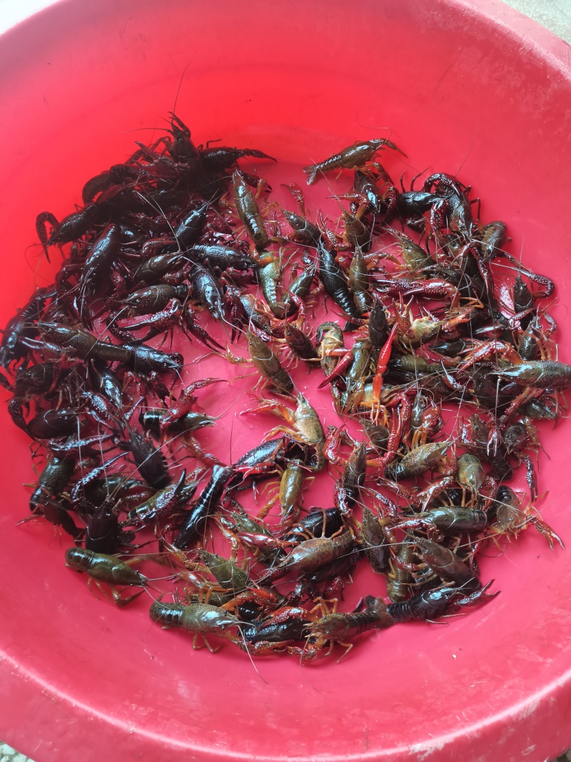 大量新鲜小龙虾，现货速发，欢迎老板前来选购