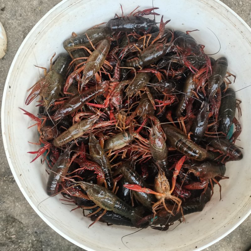 大量新鲜小龙虾，现货速发，欢迎老板前来选购