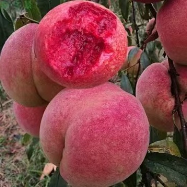 桃子，毛桃油桃，曙光，中油，突围，美佳，春雪血桃红不软