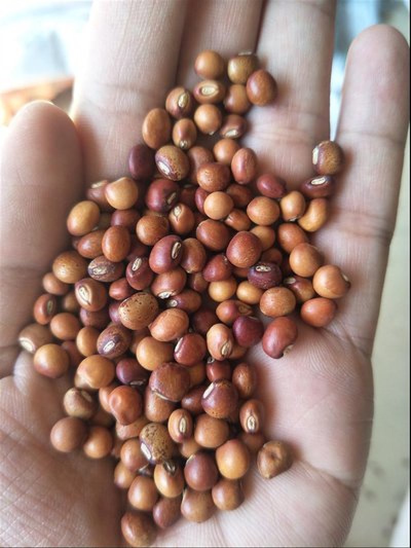 木豆种子