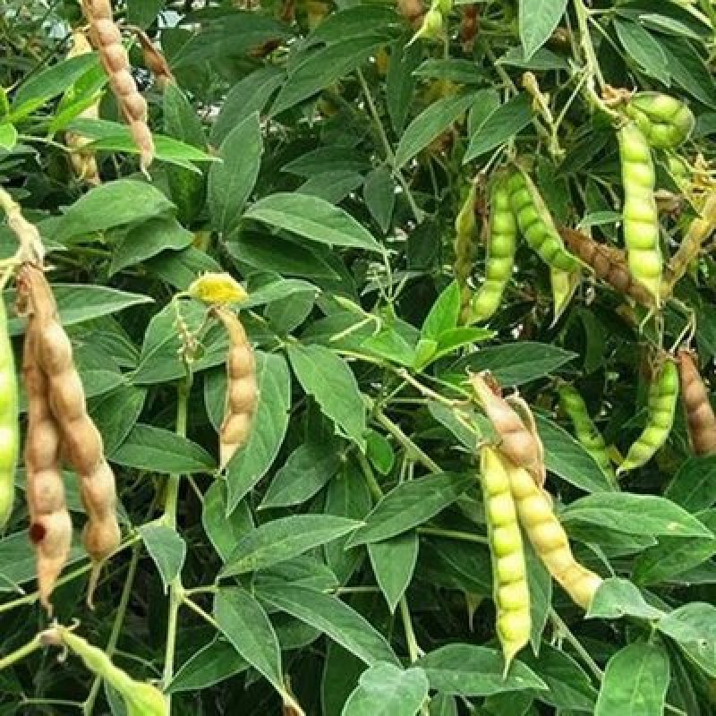 木豆种子