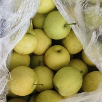 砀山精品酥梨安徽基地直供质量保证一手货源对接商超市场