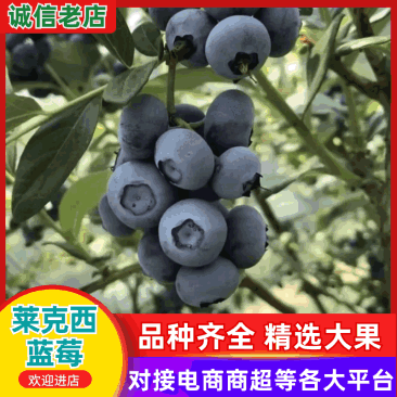 【精品】莱克西蓝莓大量上市个大饱满口感香甜全国发货