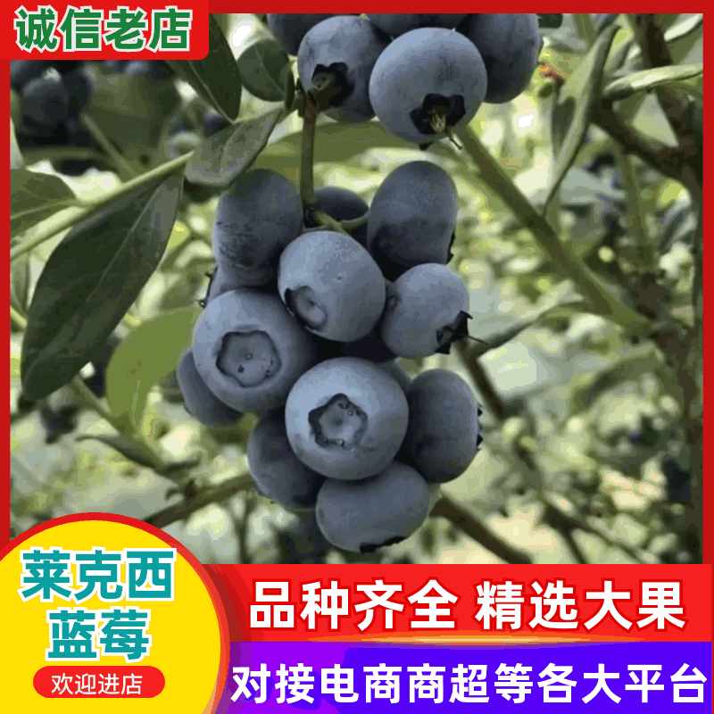 【精品】莱克西蓝莓大量上市个大饱满口感香甜全国发货