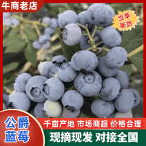 【精品】公爵蓝莓新鲜采摘个大汁甜全国代发价格优惠