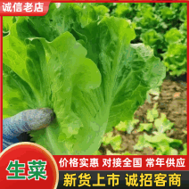 一年四季生菜持续供应欢迎各位老板前来洽谈合作有意者联系