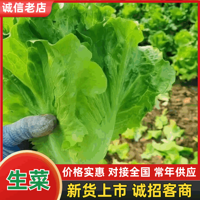 一年四季生菜持续供应欢迎各位老板前来洽谈合作有意者联系