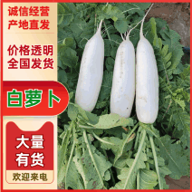 【精品】陕西白萝卜大量上市个大饱满价格优惠欢迎来电