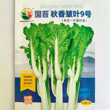 国苔秋香皱叶9号皱叶白菜苔种子杂交55天菜心种子采收期长