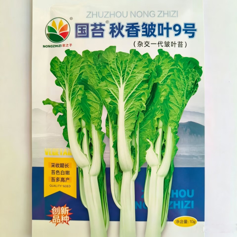 国苔秋香皱叶9号皱叶白菜苔种子杂交55天菜心种子采收期长