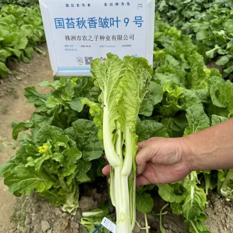 国苔秋香皱叶9号皱叶白菜苔种子杂交55天菜心种子采收期长