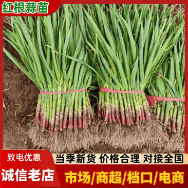 【优质推荐】红根蒜苗大量有货产地直发一手货源保质保量
