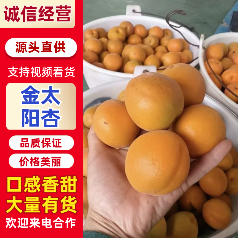 金太阳杏做罐头杏品类齐全可对接全国电商市场商超采购