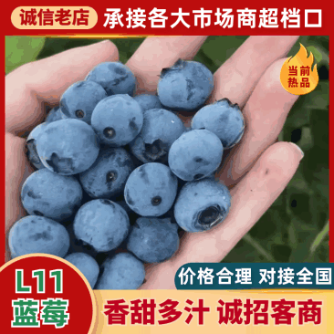 【精品】L11蓝莓大量上市个大饱满口感香甜全国可发