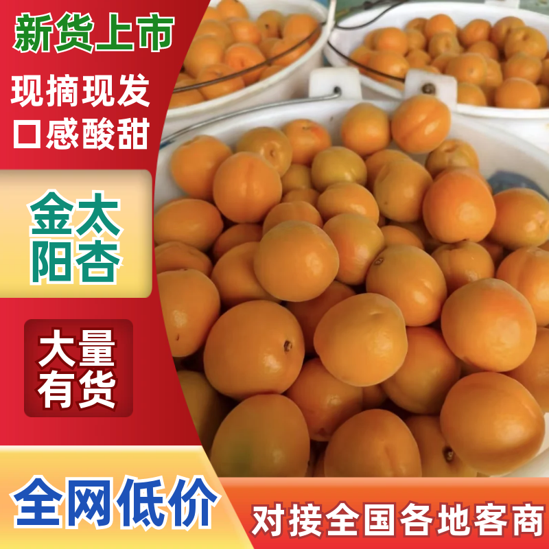 【实力推荐】金太阳杏精品杏罐头杏可对接工厂商超电商等