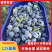 【精品】L25蓝莓大量上市个大饱满口感香甜全国可发