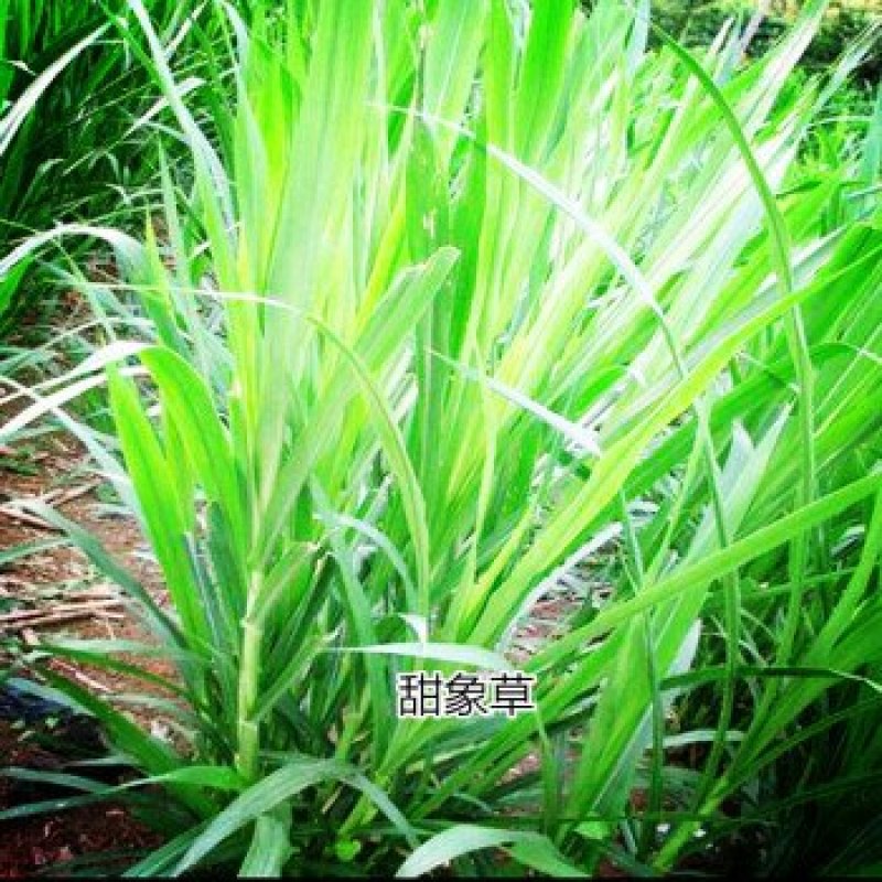 甜象草种节