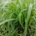 甜象草种节