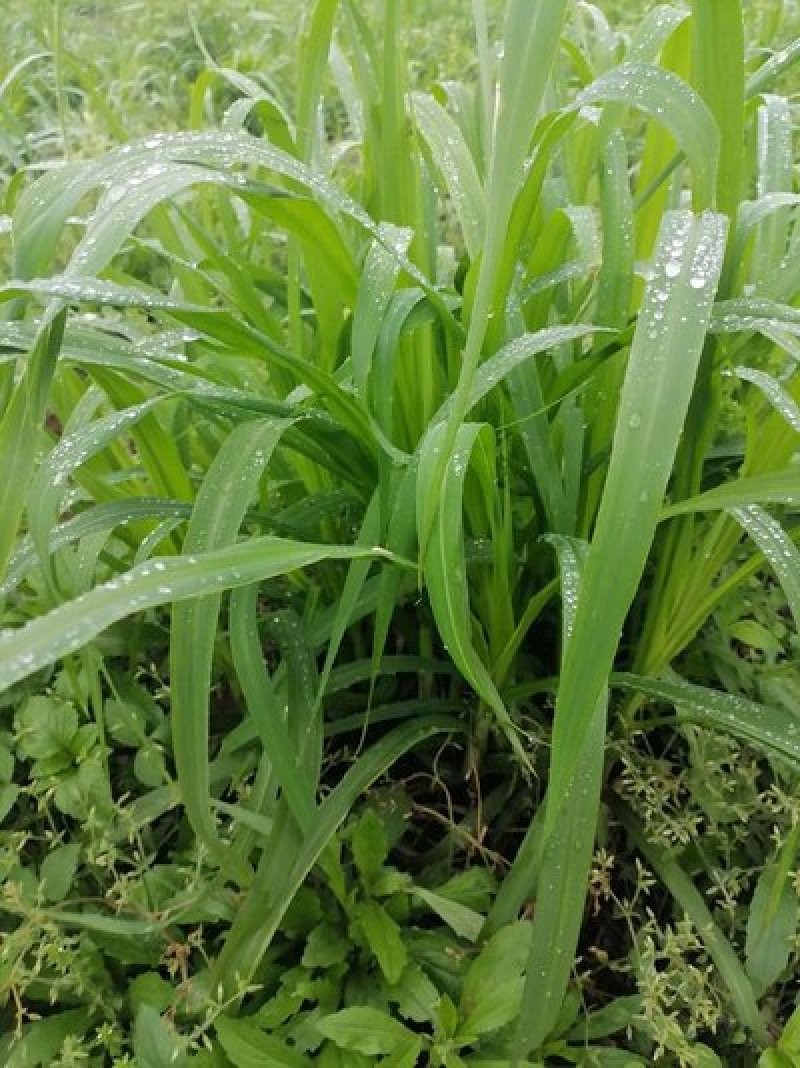甜象草种节