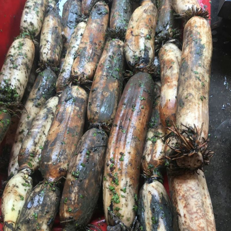 洪湖莲藕粉藕现采现发基地直供欢迎咨询量大价优