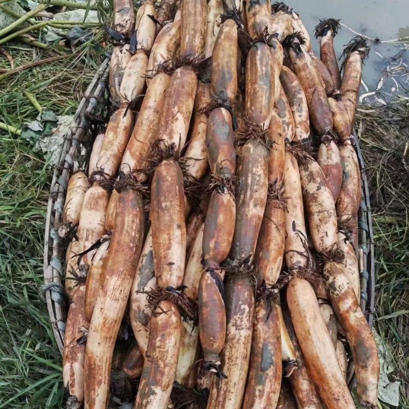 洪湖莲藕粉藕现采现发基地直供欢迎咨询量大价优