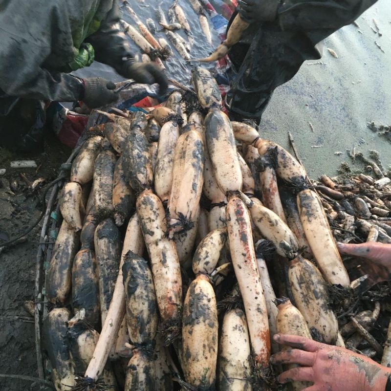 洪湖莲藕粉藕现采现发基地直供欢迎咨询量大价优