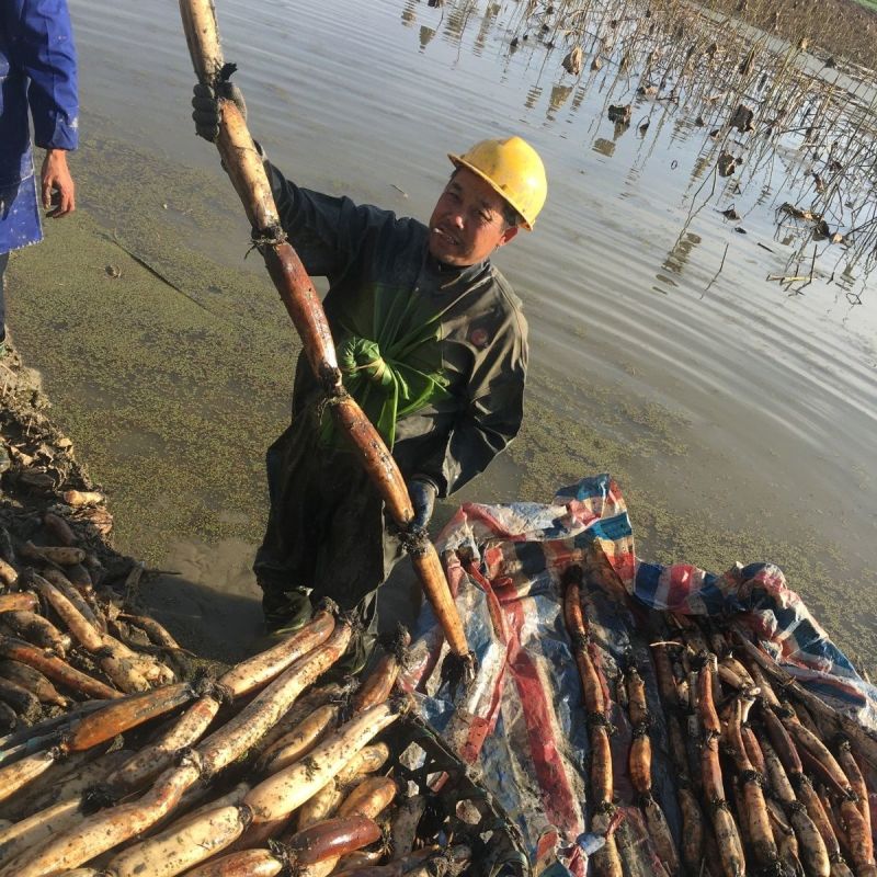 洪湖莲藕粉藕现采现发基地直供欢迎咨询量大价优