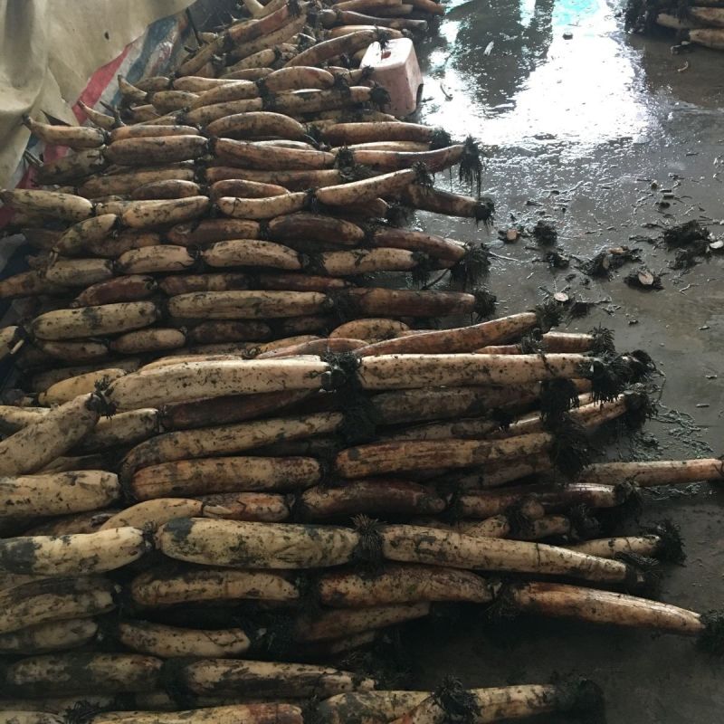 洪湖莲藕粉藕现采现发基地直供欢迎咨询量大价优