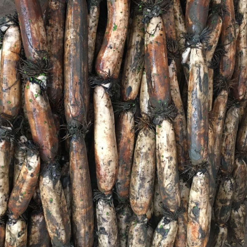 洪湖莲藕粉藕现采现发基地直供欢迎咨询量大价优