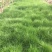 鼠茅草种子