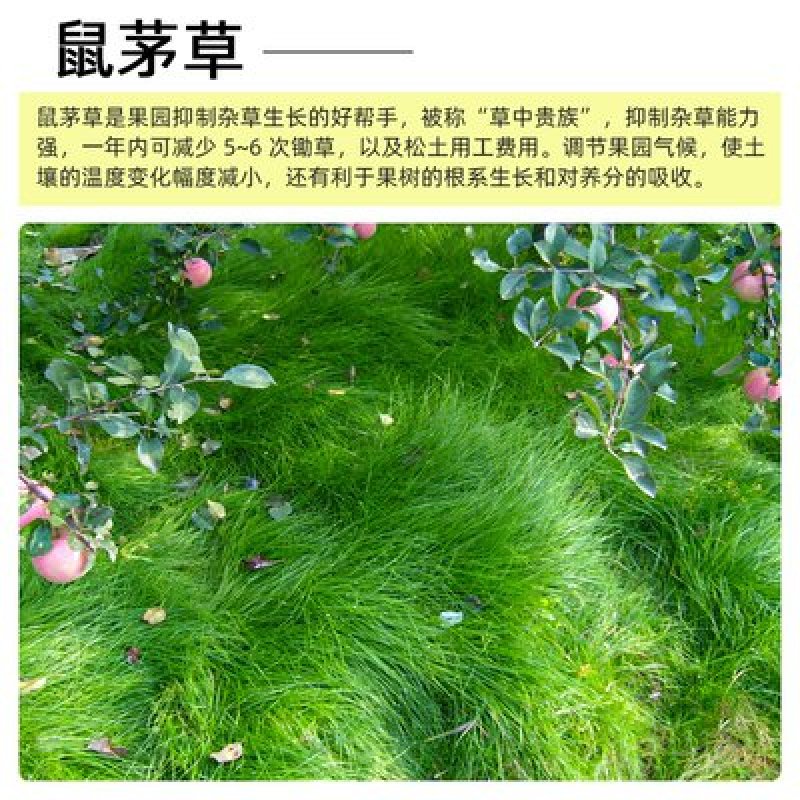 鼠茅草种子