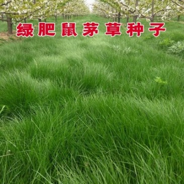鼠茅草种子