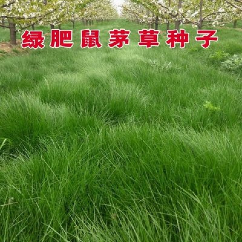 鼠茅草种子