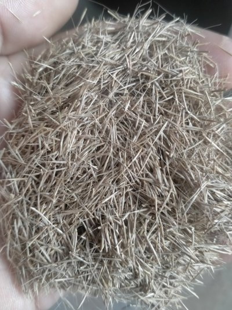 鼠茅草种子