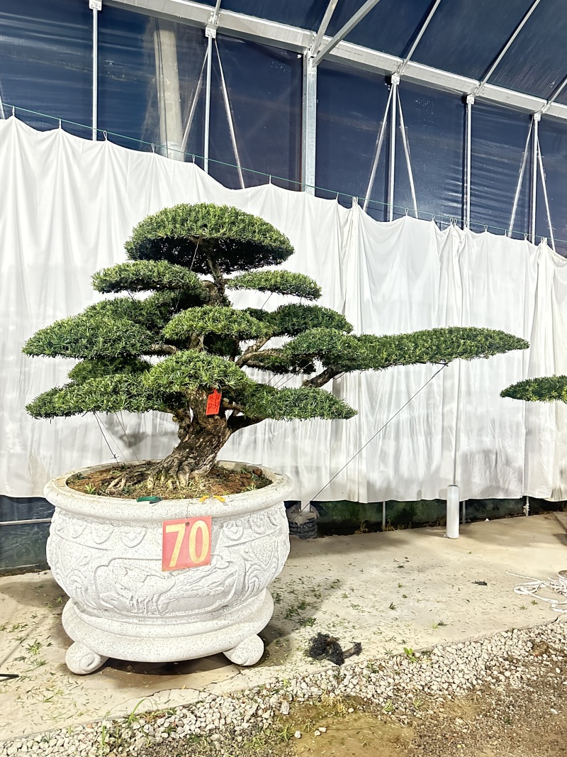 庭院造型罗汉松树景观树精品罗汉松盆景地景