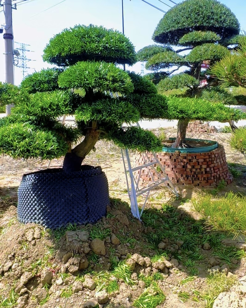 庭院造型罗汉松树景观树精品罗汉松盆景地景