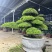 庭院造型罗汉松树景观树精品罗汉松盆景地景