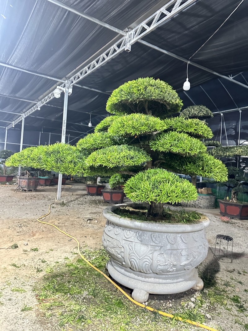 庭院造型罗汉松树景观树精品罗汉松盆景地景